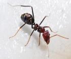 Μυρμήγκι, ένα έντομο που υπάρχει σχεδόν οπουδήπο
